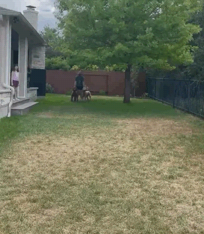 Two large dogs run enthusiastically after a tossed tennis ball. The race is close, but the lighter colored dog gets the ball first.
