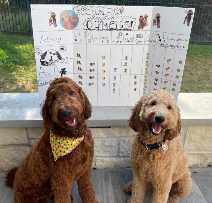 Two dogs "smiling" in front of a posterboard scorecard decorated with dog stickers and kids' drawings