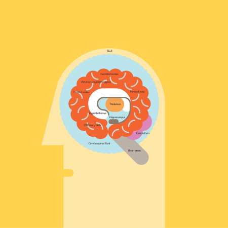 Simple infographic of the human brain with bright, bold colors and a cartoony style