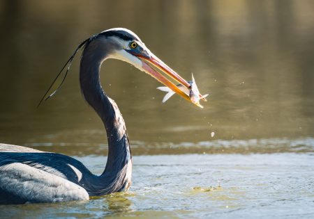 Photo of a heron in water, catching fish with its beak.