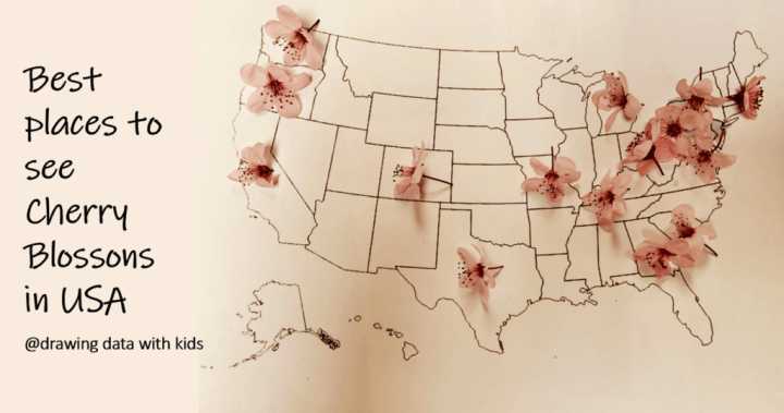 A simple outline map of the US with real cherry blossom flowers placed on top to indicate the locations known for their cherry blossoms